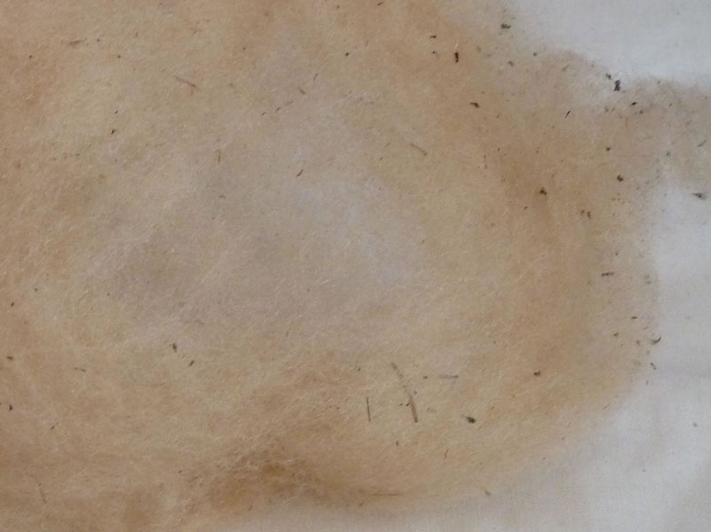 Ungekämmte und nicht entfettete Schafwolle (Detailaufnahme)